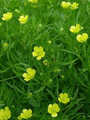 آلاله صحرایی